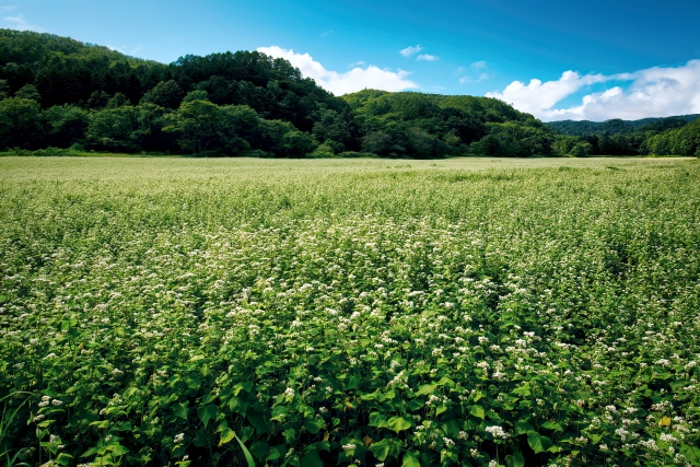 ごま油香る「無量寿そば」とは？徹底解説！